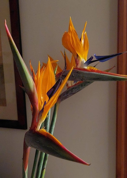 bird o paradise.jpg